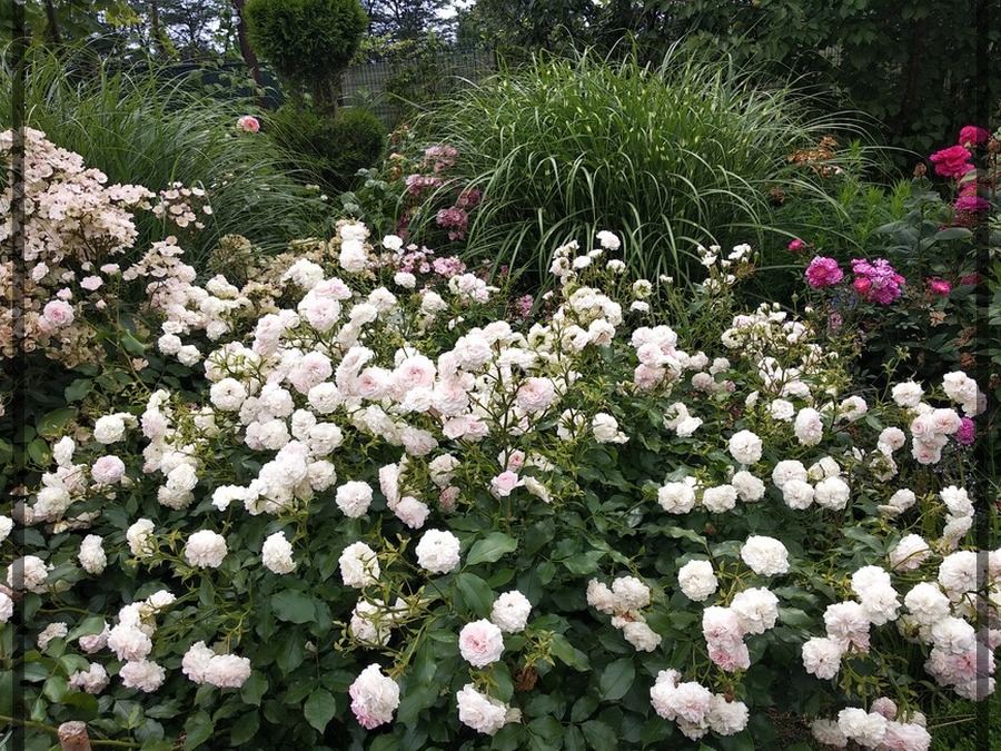 Larissa róża okrywowa